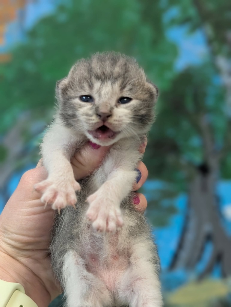 Shelter Stray Female Cat last seen Bexar County, 3353 Morningside Dr, New Braunfels, TX 78132, USA