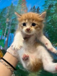 Shelter Stray Male Cat last seen Bexar County, 3353 Morningside Dr, New Braunfels, TX 78132, USA