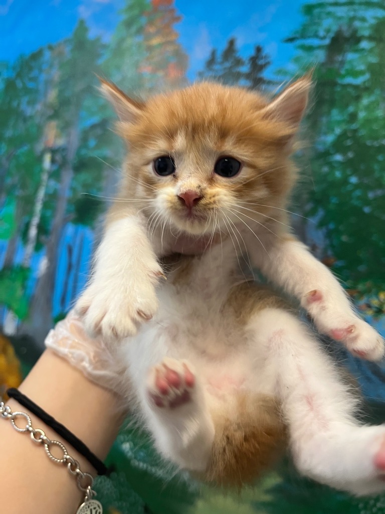 Shelter Stray Male Cat last seen Bexar County, 3353 Morningside Dr, New Braunfels, TX 78132, USA