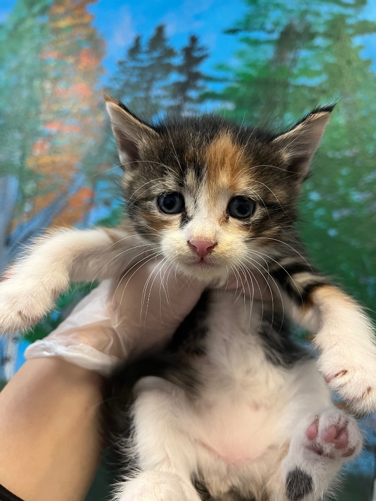 Shelter Stray Female Cat last seen Bexar County, 3353 Morningside Dr, New Braunfels, TX 78132, USA