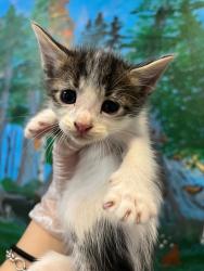 Shelter Stray Female Cat last seen Bexar County, 3353 Morningside Dr, New Braunfels, TX 78132, USA