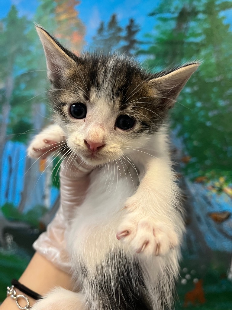 Shelter Stray Female Cat last seen Bexar County, 3353 Morningside Dr, New Braunfels, TX 78132, USA