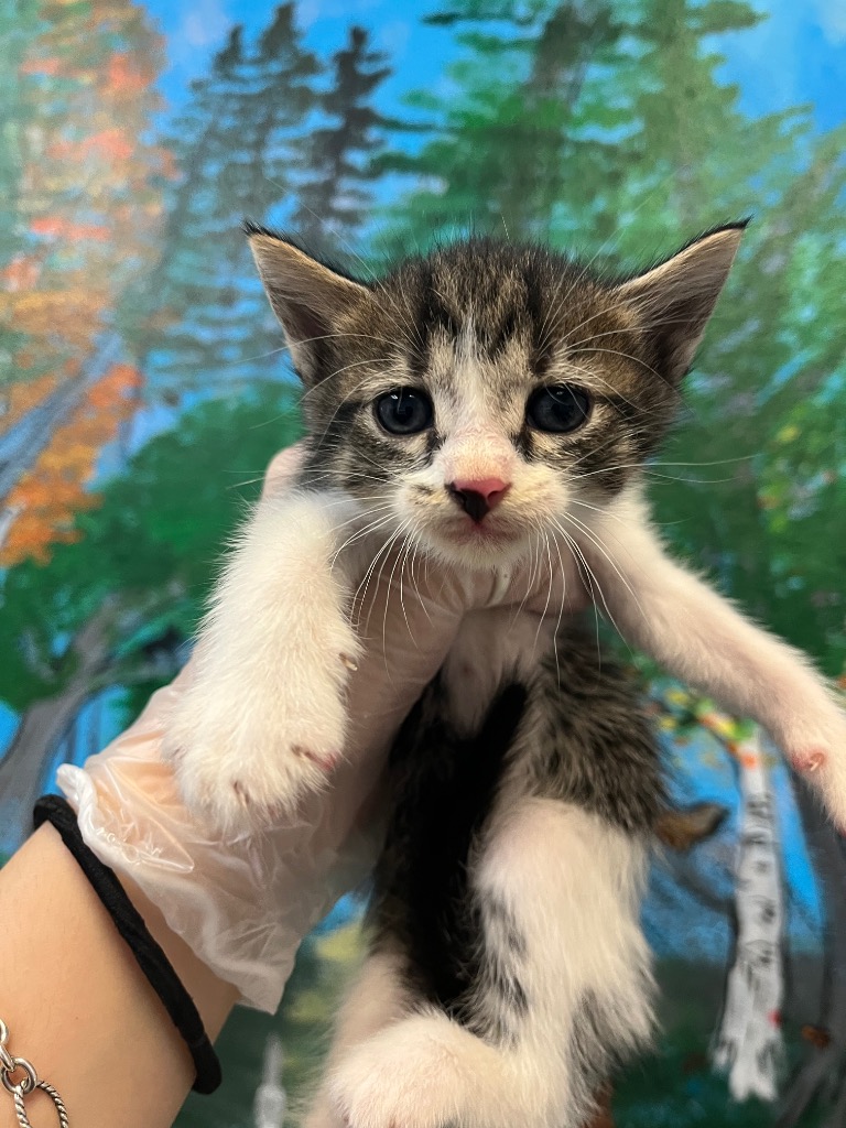 Shelter Stray Male Cat last seen Bexar County, 3353 Morningside Dr, New Braunfels, TX 78132, USA