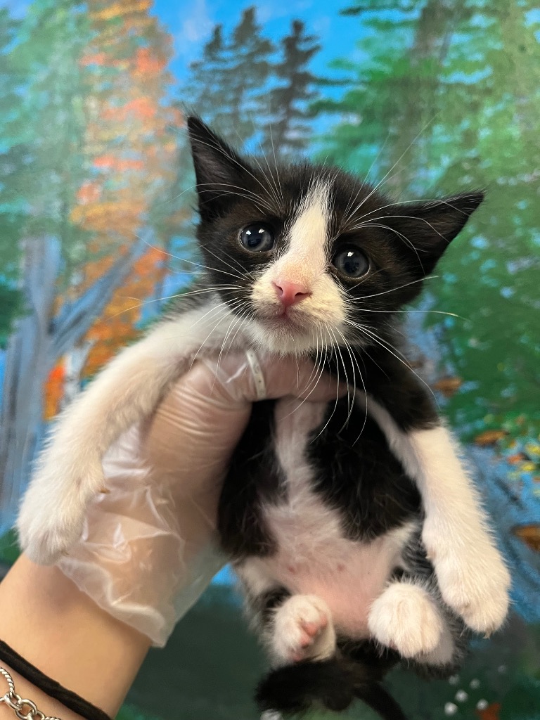 Shelter Stray Male Cat last seen Bexar County, 3353 Morningside Dr, New Braunfels, TX 78132, USA