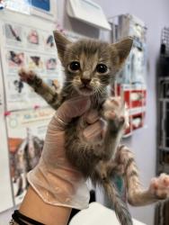 Shelter Stray Female Cat last seen Bexar County, 3353 Morningside Dr, New Braunfels, TX 78132, USA