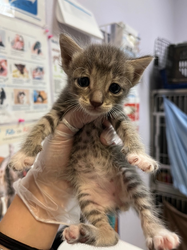 Shelter Stray Male Cat last seen Bexar County, 3353 Morningside Dr, New Braunfels, TX 78132, USA