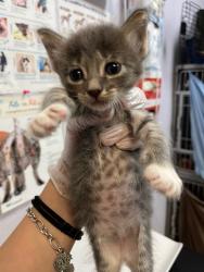 Shelter Stray Male Cat last seen Bexar County, 3353 Morningside Dr, New Braunfels, TX 78132, USA