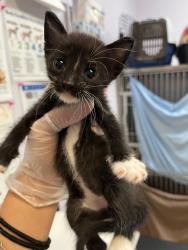 Shelter Stray Female Cat last seen Bexar County, 3353 Morningside Dr, New Braunfels, TX 78132, USA