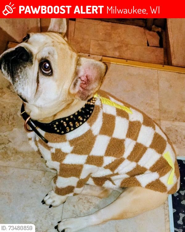 Lost Male Dog last seen Near N 8th St, Milwaukee, WI 53212