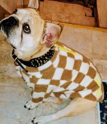 Lost Male Dog last seen Near N 8th St, Milwaukee, WI 53212