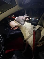 Found/Stray Male Dog last seen Near and hiatus, Davie, FL 33324