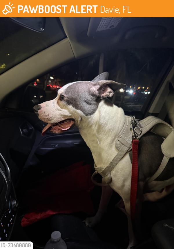 Found/Stray Male Dog last seen Near and hiatus, Davie, FL 33324