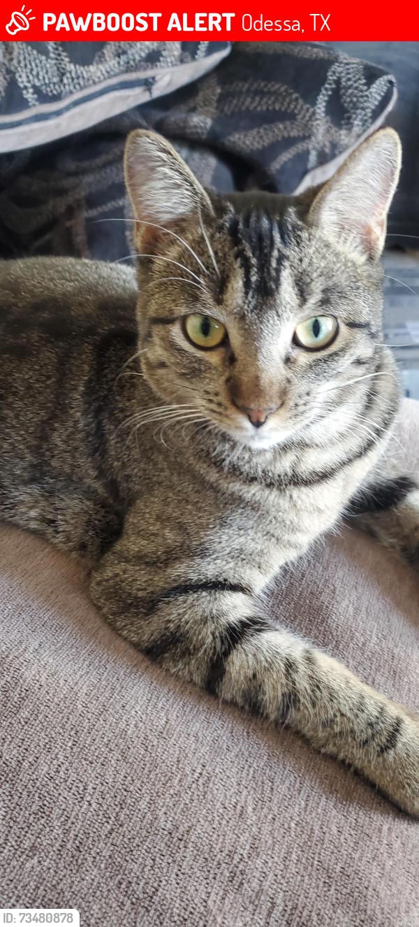Lost Female Cat last seen Knox, Odessa, TX 79764