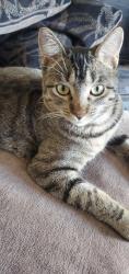 Lost Female Cat last seen Knox, Odessa, TX 79764