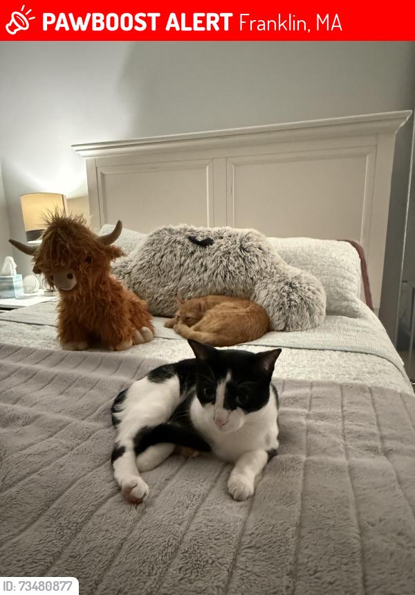 Lost Male Cat last seen Silver fox, Franklin, MA 02038