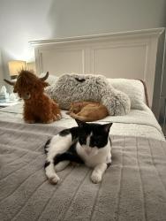 Lost Male Cat last seen Silver fox, Franklin, MA 02038