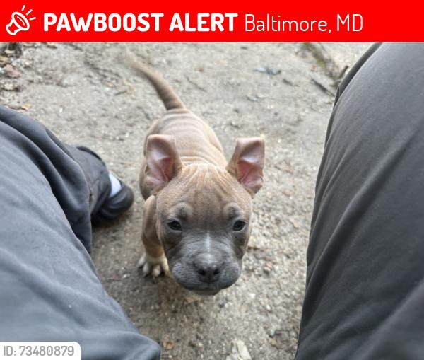 Lost Male Dog last seen Belnord Ave, Baltimore, MD 21205