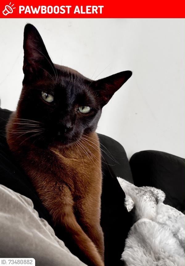 Lost Male Cat last seen Vicarage lane, Surrey, England GU9 8HQ