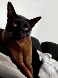 Lost Male Cat last seen Vicarage lane, Surrey, England GU9 8HQ