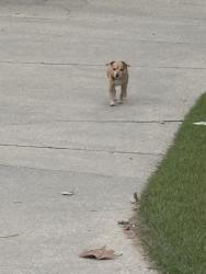 Found/Stray Unknown Dog last seen Hyacinth Ave and Cloverdale Ave, Baton Rouge, LA 70808