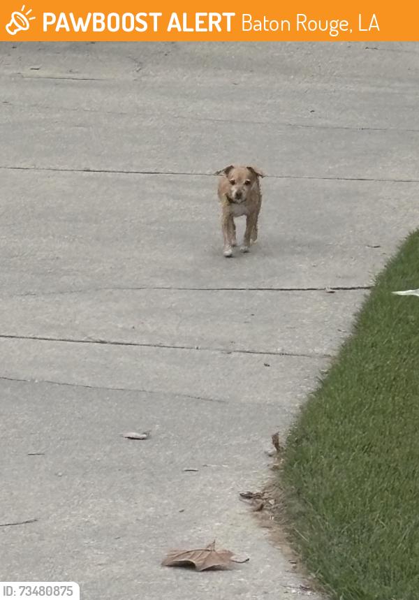 Found/Stray Unknown Dog last seen Hyacinth Ave and Cloverdale Ave, Baton Rouge, LA 70808