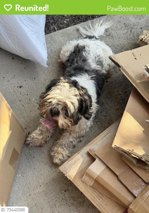 Reunited Male Dog last seen George Poston Park, Gastonia, NC 28054