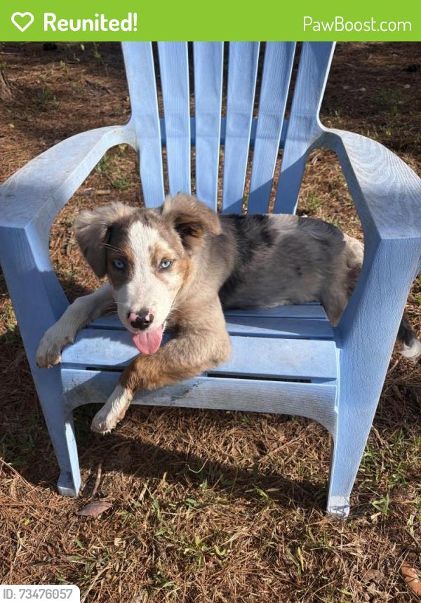 Reunited Male Dog last seen Villanueva dr keystone heights, Clay County, FL 32656
