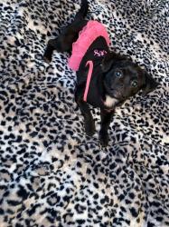Lost Female Dog last seen Sammy’s Gas Station, Bostic, NC 28018