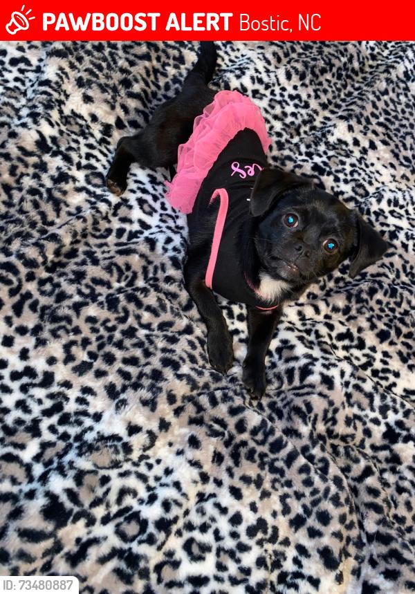 Lost Female Dog last seen Sammy’s Gas Station, Bostic, NC 28018