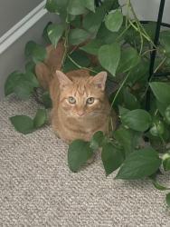 Reunited Male Cat last seen Penny Rd, Raleigh, NC 27606