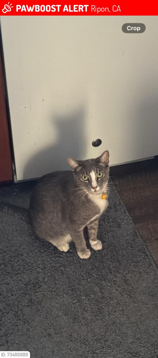 Lost Female Cat last seen Roxie Dr. & west main st, Ripon, CA 95366