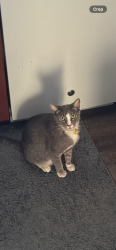 Lost Female Cat last seen Roxie Dr. & west main st, Ripon, CA 95366