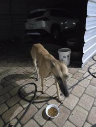 Found/Stray Female Dog last seen Annapolis St., Hernando, FL 34442
