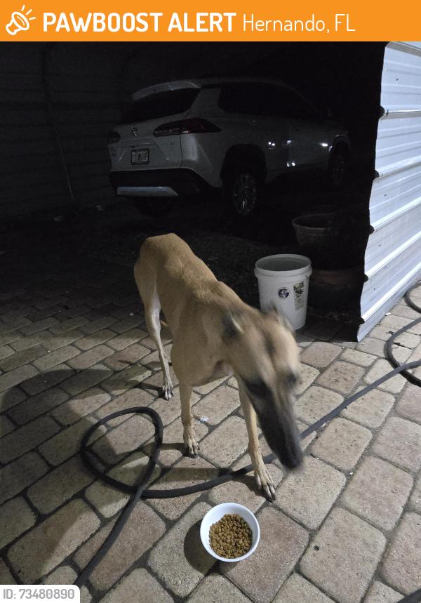 Found/Stray Female Dog last seen Annapolis St., Hernando, FL 34442