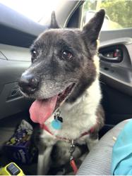 Reunited Female Dog last seen Near Gale St, Houston, TX 77009, USA, Houston, TX 77009