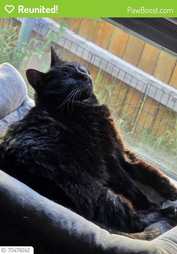 Reunited Female Cat last seen The ugly, rowdy yates, Jarrell, TX 76537