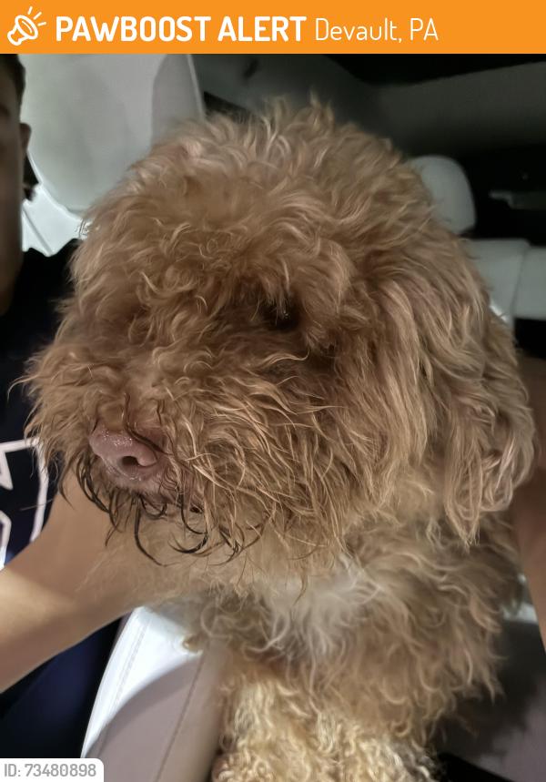 Found/Stray Male Dog last seen Near & Moores, Devault, PA 19355