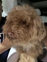 Found/Stray Male Dog last seen Near & Moores, Devault, PA 19355