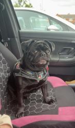 Lost Male Dog last seen Shop, West Midlands, England B25 8DS