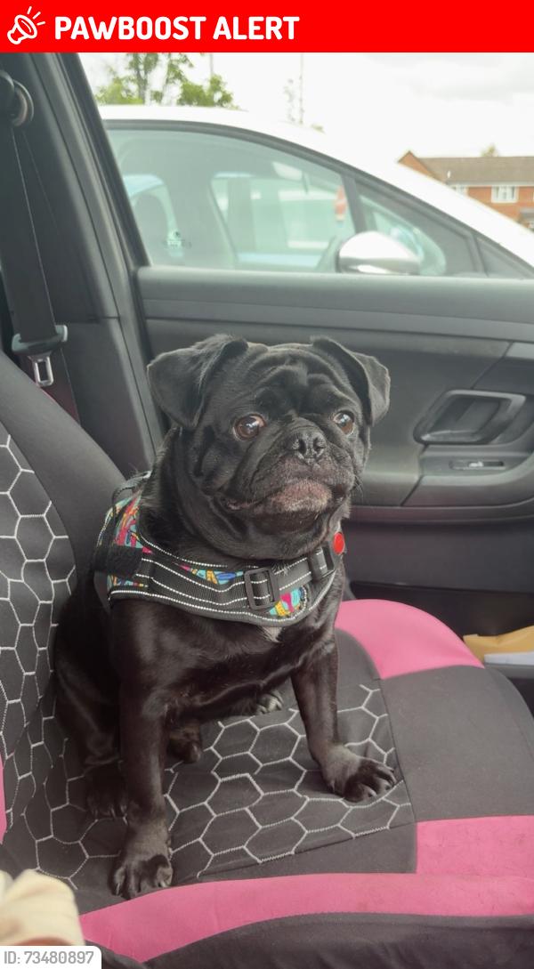 Lost Male Dog last seen Shop, West Midlands, England B25 8DS