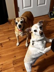 Lost Female Dog last seen Schwartz Rd, Jaycox Road,, Avon, OH 44011