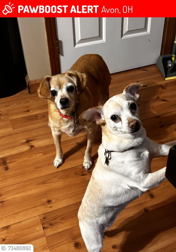 Lost Female Dog last seen Schwartz Rd, Jaycox Road,, Avon, OH 44011