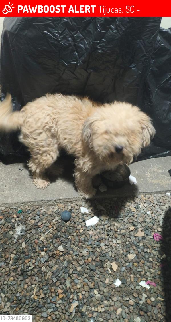 Lost Female Dog last seen Rua João Bernardino Cruz 438, Tijucas, SC 88200-000