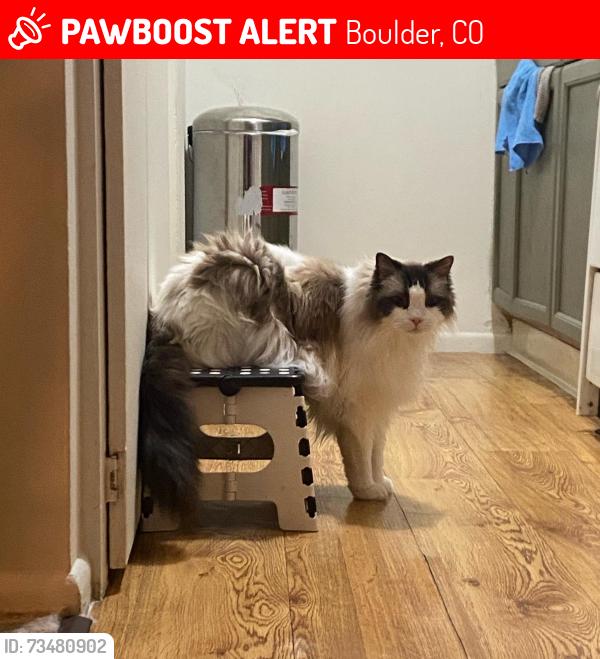 Lost Male Cat last seen Got out of the apmt building, Boulder, CO 80301