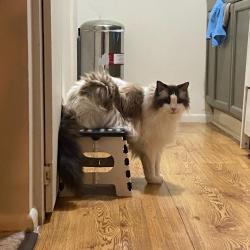 Lost Male Cat last seen Got out of the apmt building, Boulder, CO 80301
