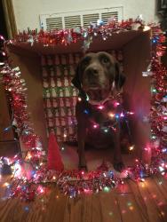 Reunited Female Dog last seen Near and skyforest, New Braunfels, TX 78130