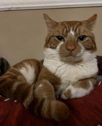 Lost Male Cat last seen Atlas place, Cardiff, Wales CF5 1PG