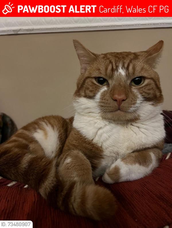 Lost Male Cat last seen Atlas place, Cardiff, Wales CF5 1PG