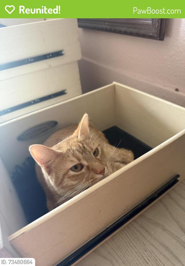Reunited Female Cat last seen Near Elmo circle, Kissimmee, FL 34746
