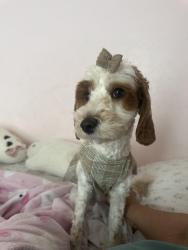Reunited Female Dog last seen Craigo Creek Court, Fountain Inn, Sc, Usa, Greenville County, SC 29644